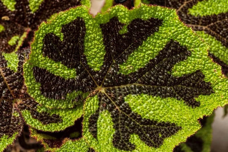 Begonia Masona wprowadzi do każdego wnętrza szczyptę oryginalności