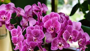 Storczyki mają różne podłoże. Każde wymaga innego podlewania.