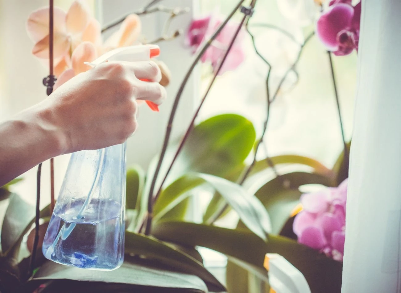 Oprócz podlewania warto regularnie zraszać storczyki