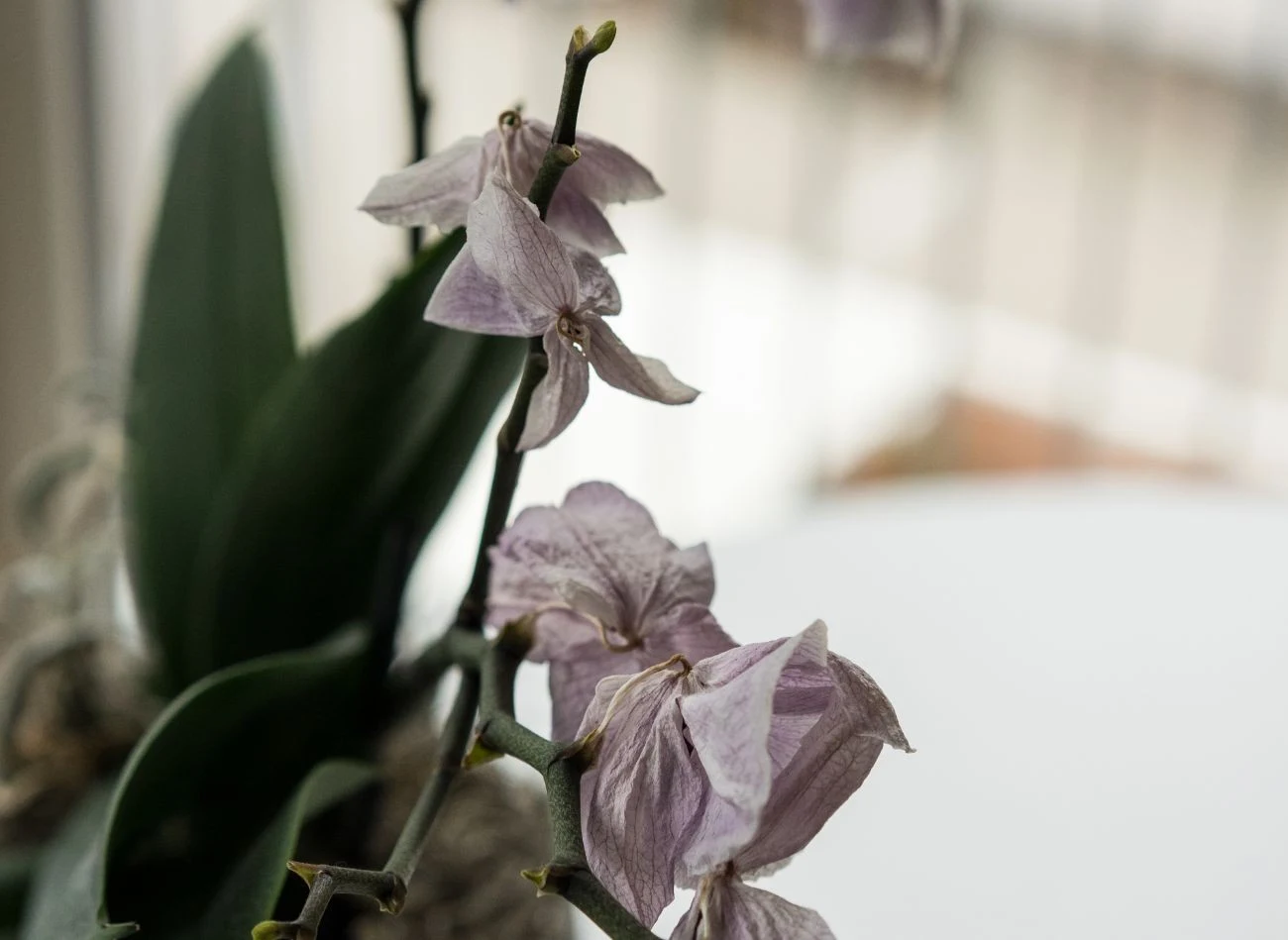 Storczyki nie tolerują ani zbyt mokrego, ani wysuszonego podłoża