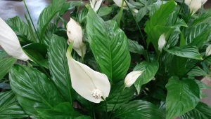 Skrzydłokwiat potrzebuje regularnego dokarmiania. Zamiast sięgać po gotowe nawozy, przygotuj domową odżywkę.