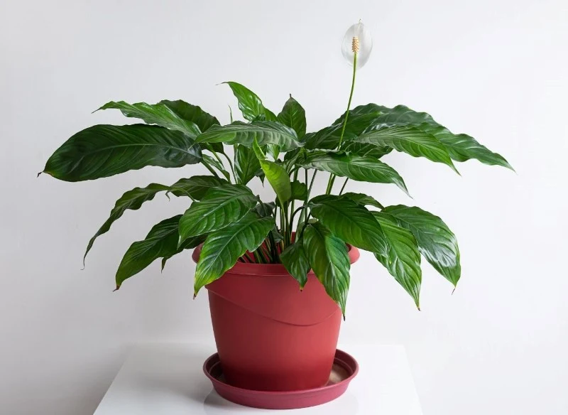 W okresie jesienno-zimowym należy zmniejszyć częstotliwość podlewania skrzydłokwiatu