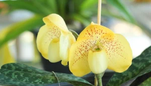 Sabotki wyglądają nietypowo jak na storczyki.