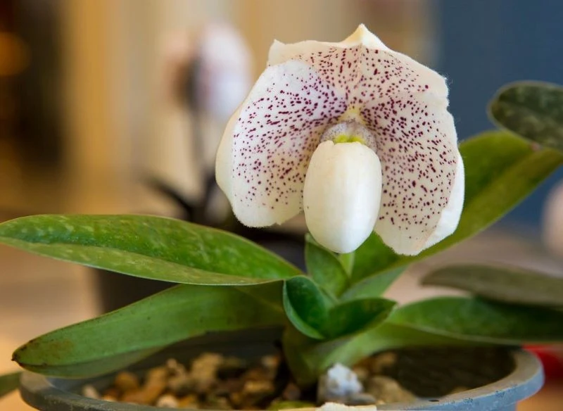 Kwiaty sabotków wyglądają jak pantofelki lub pękate dzbanki