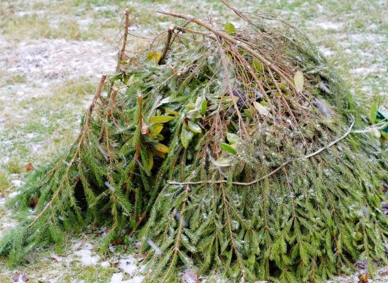 Zimowa osłona ze stroiszu w ogrodzie