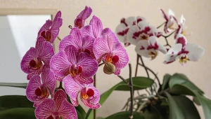 Przycinanie storczyków to ważny zabieg, który pobudza rośliny do bujnego wzrostu i kwitnienia.