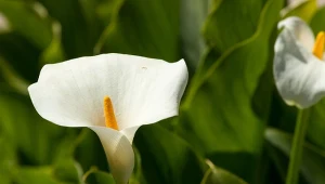 Kupujesz kwiat do sypialni, nie kieruj się wyłącznie jego wyglądem. Niektóre są szkodliwe np. jak aruma. Fot. viti/ 123RF.com