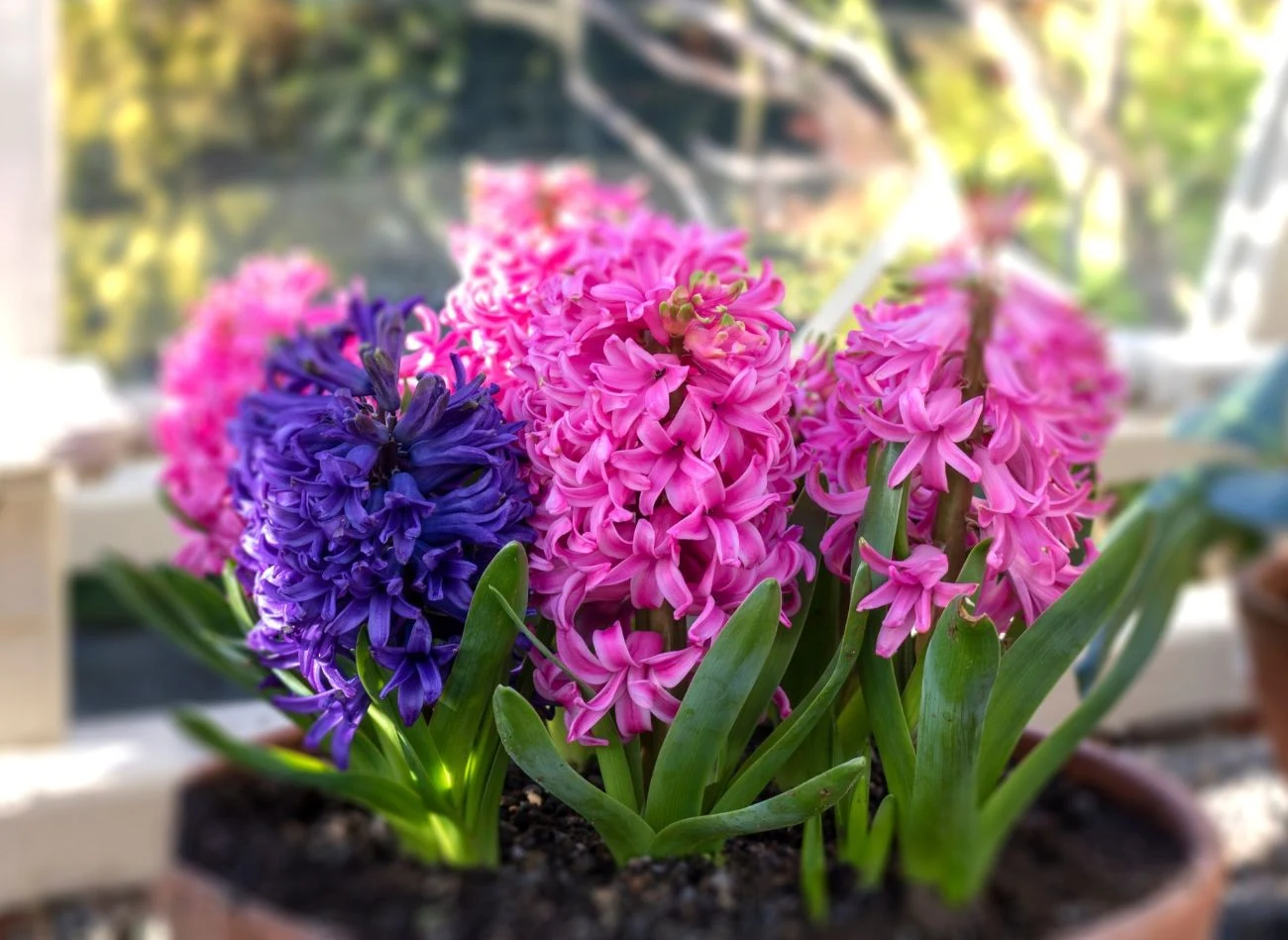 Hiacynt, choć piękny, może wywołać reakcje alergiczne.