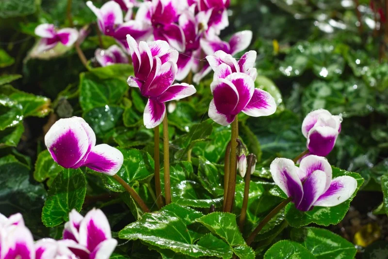 Cyklameny, pomimo swej urody, to rośliny szkodliwe dla człowieka