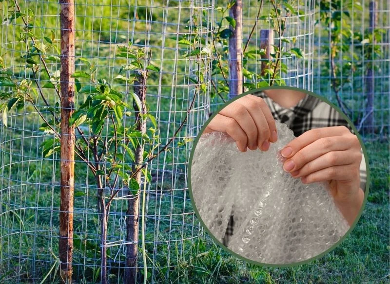 Siatki z szerokim oczkiem nie są dobrym zabezpieczeniem przed szkodnikami