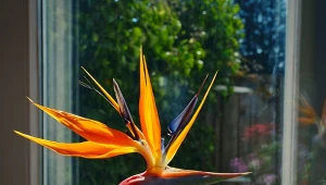 Strelicja królewska, czyli rajski ptak potrzebuje specjalnej opieki zimą nawet wtedy, gdy rośnie w donicy w ciepłej oranżerii. Co jej zapewnić?