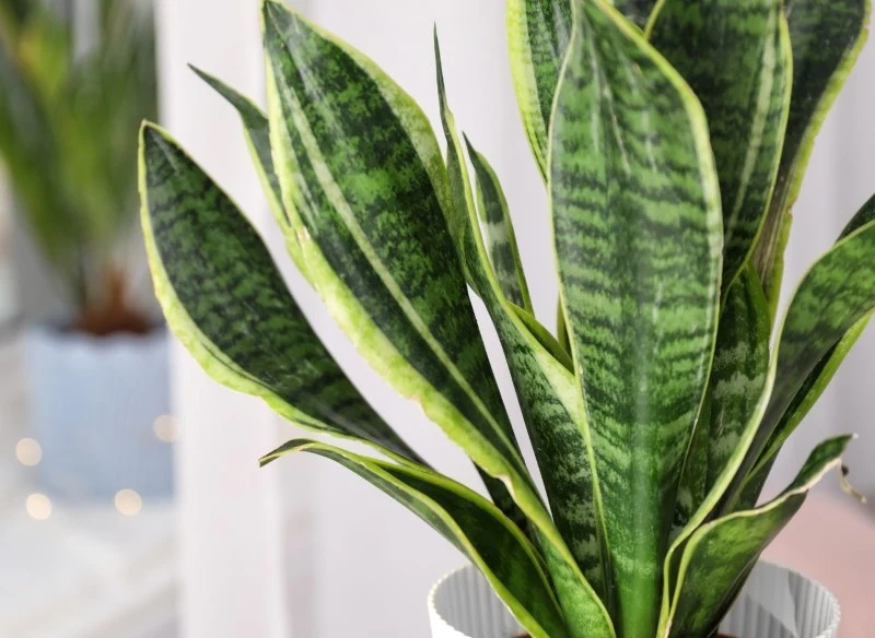 Sansewieria gromadzi wodę w swoich mięsistych liściach, dlatego znosi krótkotrwałe okresy suszy