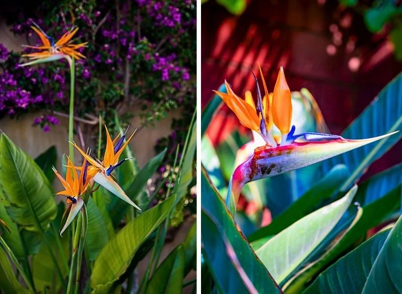 Strelicje w naturze rosną okazalsze niż w donicach, ale nic nie stoi na przeszkodzie, abyś wyhodował w oranżerii długo kwitnące rajskie ptaki