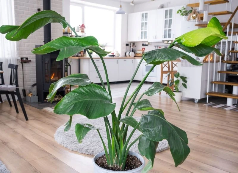 Rajski ptak na nieodpowiednim stanowisku potrafi długo nie kwitnąć