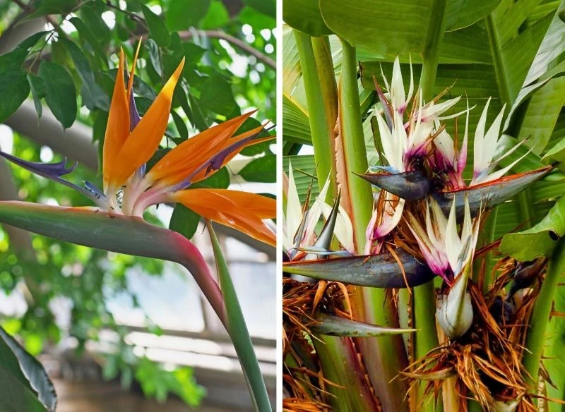 W oranżeriach, w których utrzymamy klimat tropikalny, wyrosną dwie odmiany strelicji: królewska i biała