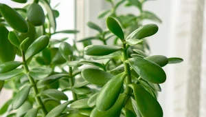 Przesadzanie grubosza pozwala utrzymać roślinę w doskonałej kondycji przez długi czas.