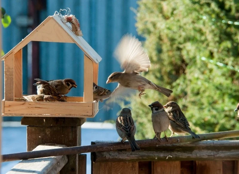 W karmniku należy utrzymywać czystość, konieczne jest regularne usuwanie resztek jedzenia i ptasich odchodów