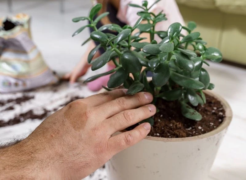 Domowa mieszanka ziemi do grubosza musi zapewniać dużą przepuszczalność, dlatego ważny jest sprytnie dodany drenaż