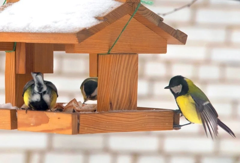 Karmnik należy umieścić tak, aby ptaki nie były narażone na ataki drapieżników