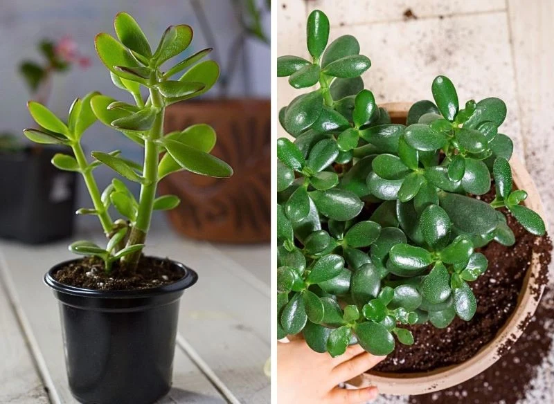 Z niewielkich sadzonek, ciętych ze starszych roślin i ukorzenionych, szybko wyhodujesz równie piękne okazy