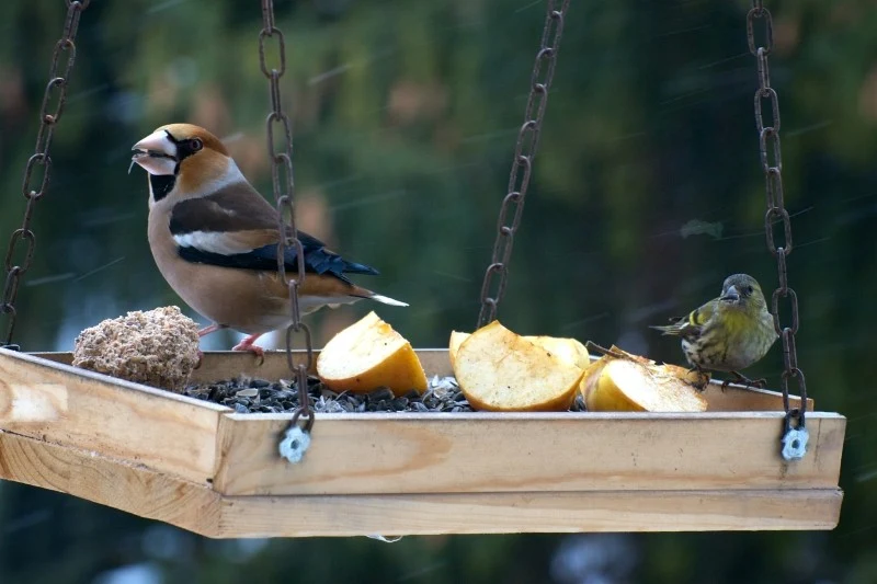 Ptakom można podawać owoce lub gotowane warzywa