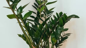 Zrób domową odżywkę do zamiokulkasa, a będzie rósł bujnie i zdrowo.