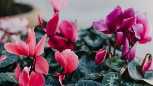 Cyklamen perski nie kwitnie, żółkną mu liście? Sprawdź, co zrobić, żeby przetrwał i kwitł wiele razy