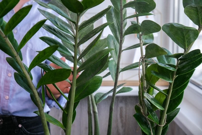 Zamiokulkas toleruje krótkotrwałe okresy suszy, gdyż posiada zdolność do magazynowania wody