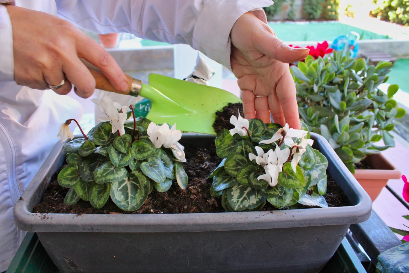 Fiołek alpejski kwitne od jesieni aż do wiosny