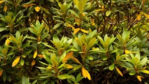 Wraz z nadejściem jesieni konieczna jest ochrona roślin przez mrozem. Kiedy trzeba je okryć?