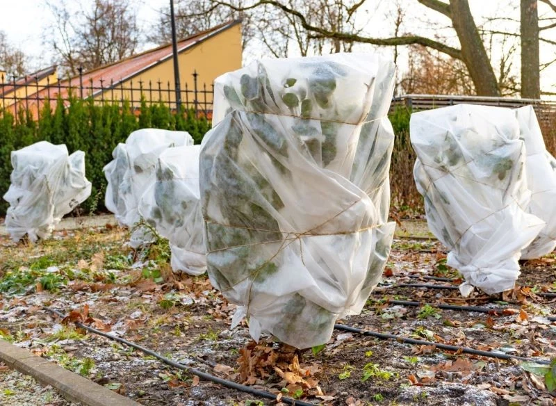 Osłony z agrowłókniny nałóż dopiero wtedy, gdy temperatury wyraźnie spadną, a tendencja nocnych przymrozków się utrzyma