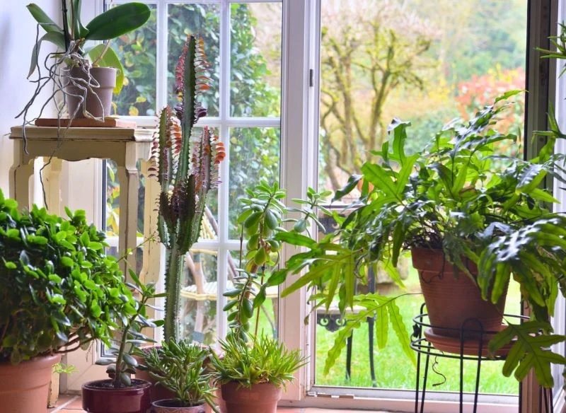 Ogród zimowy nie musi być olbrzymi ani nawet zajmować osobnego pomieszczenia, przy ścianie pełnej okien również możesz go zaplanować