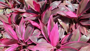 Kordylina krzewista to egzotyczna roślina, która nie jest szczególnie wymagajaca w uprawie.