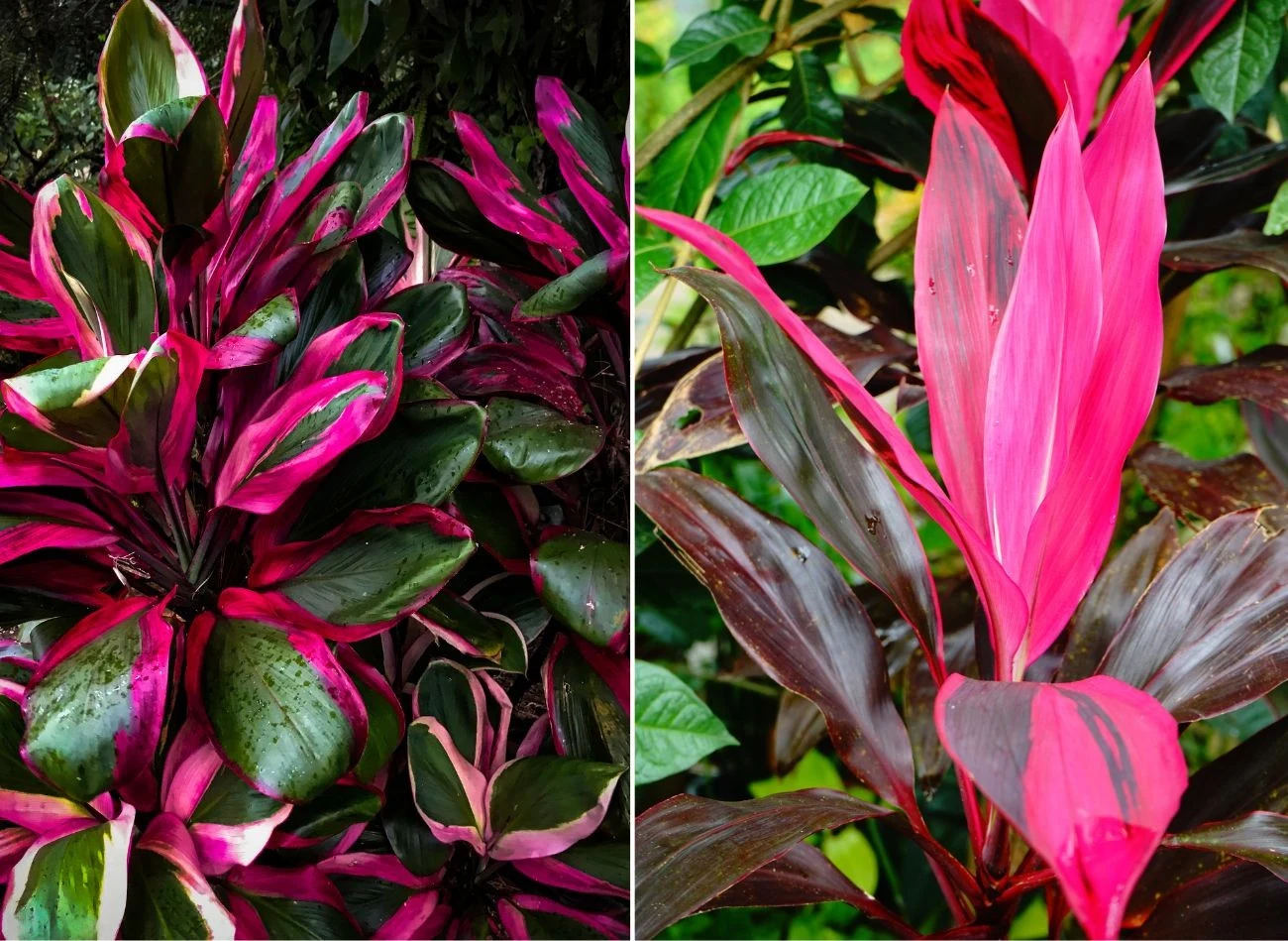 Korydlina drzewiasta występuje w kilku odmianach. Każda z nich charakteryzuje się ciekawa barwa liści. Fot.Pilar G Abadias/SupersMario