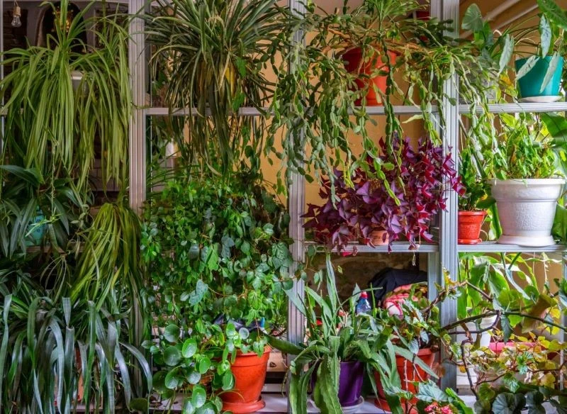 W odpowiednich warunkach rośliny wyrosną bujne i będą regularnie kwitły