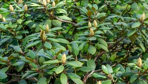 Jak przygotować rododendrony do zimy?