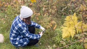 Podpowiadamy, kiedy pobierać sadzonki zdrewniałe.