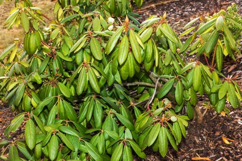 Chorujący rododendron może nie zakwitnąć