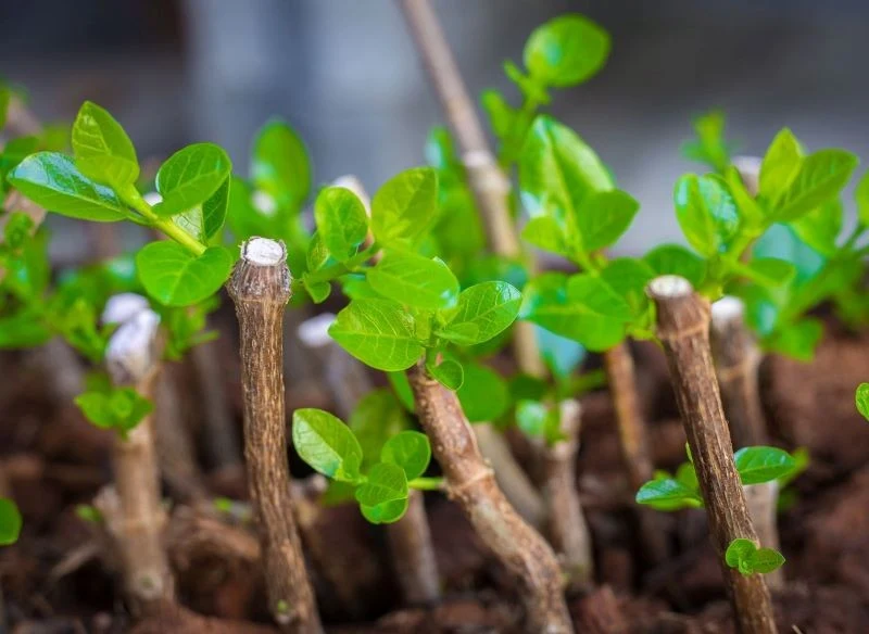 Jakie rośliny można rozmnażać przez sadzonki zdrewniałe