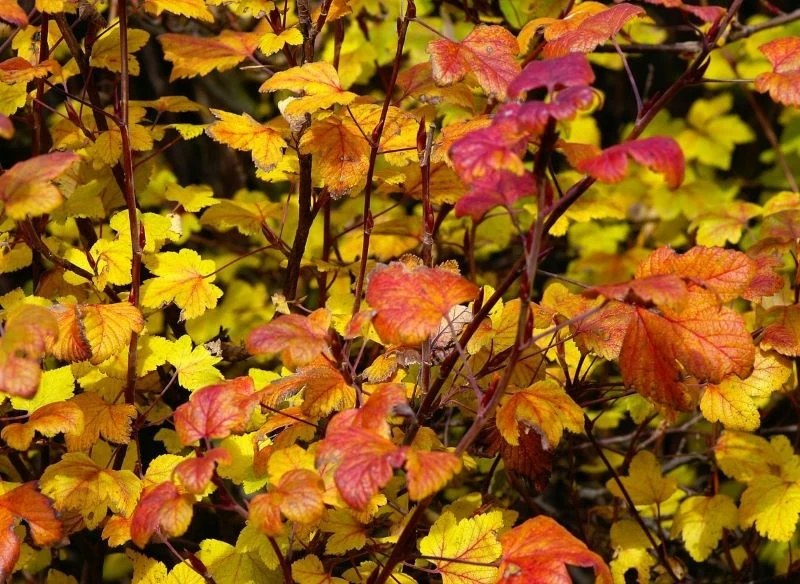 Jesień to dobry czas na pobranie sadzonek zdrewniałych np