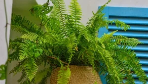 Jeśli paprotka zaczęła usychać, podlej ją domową odżywką. Szybko odżyje.