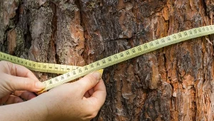 Jakie trzeba spełnić warunki, by ściąć drzewo na własnej posesji?