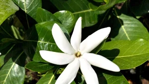 Jak uprawiać gardenię tahitańską? W domowym warunkach to niewielki, ale pięknie prezentujący się kwiat, który ma ściśle określone wymagania.