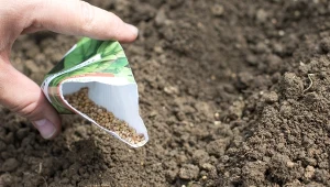 Szpinak jest odporny na niskie temperatury, dlatego można go wysiewać na zimę.