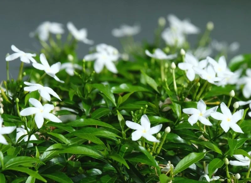 Doniczkowe gardenie dorastają do 50 cm, ale bardzo bujnie się krzewią