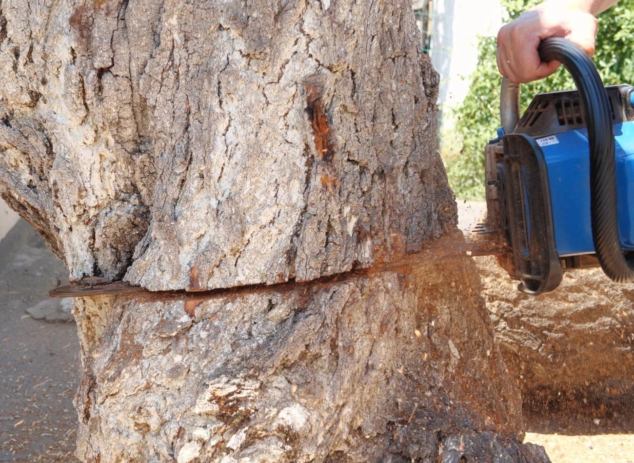 Niektóre gatunki drzew można usunąć bez zgłaszania w urzędzie, ale trzeba spełnić konkretne wymagania