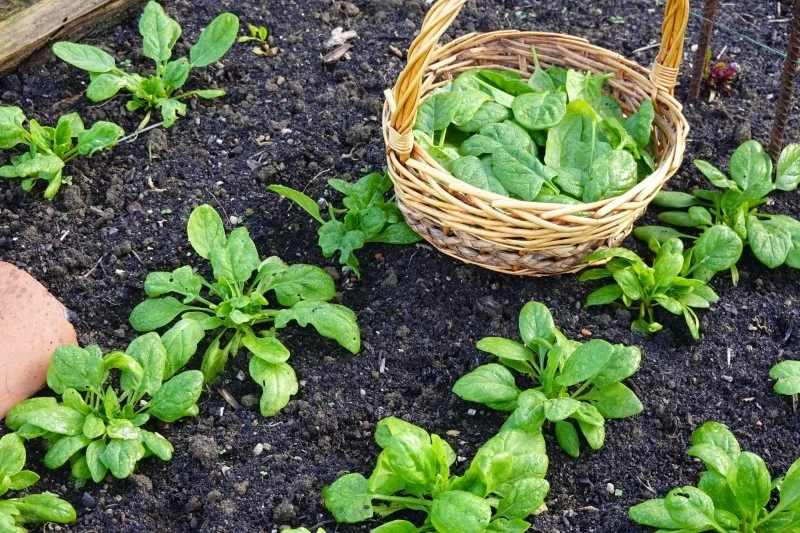 Siew ozimy szpinaku to świetny sposób na zapewnienie sobie wczesnych zbiorów