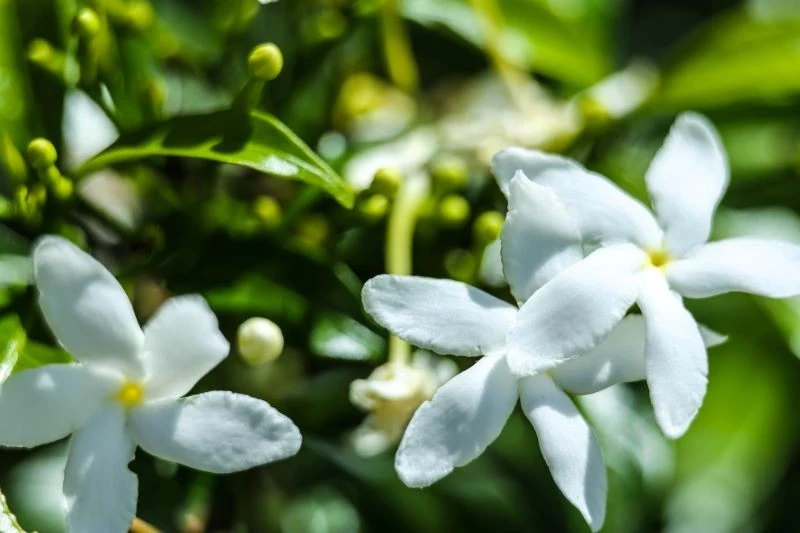 Kwitnące gardenie przyciągają wzrok