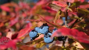 Podpowiadamy, jak pielęgnować krzewy owocowe jesienią.