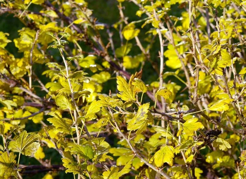 Jesień to czas na pielęgnację krzewów owocowych